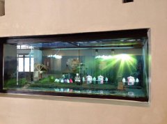 1分鐘了解幻影成像報價